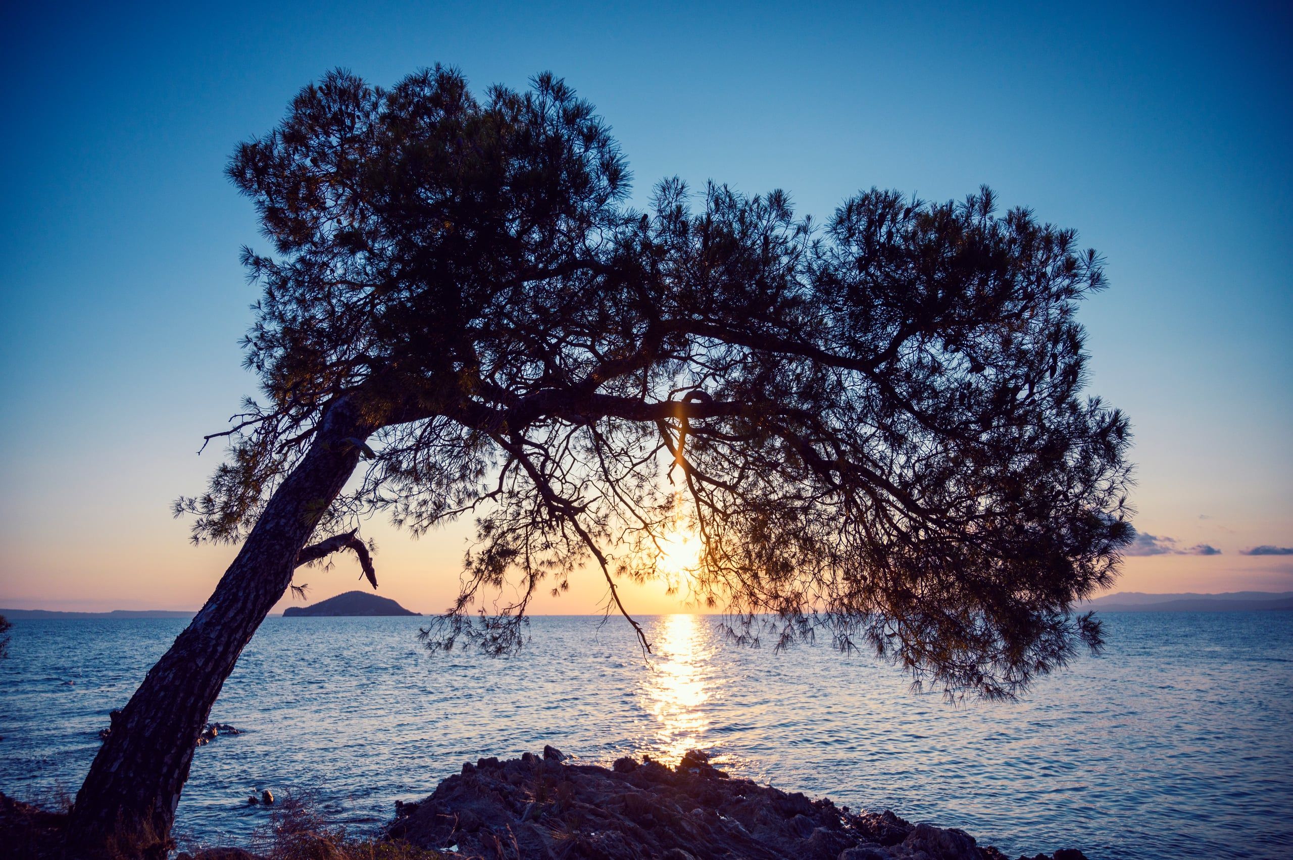 Silhouette of a leaning pine tree against the sunset over the sea