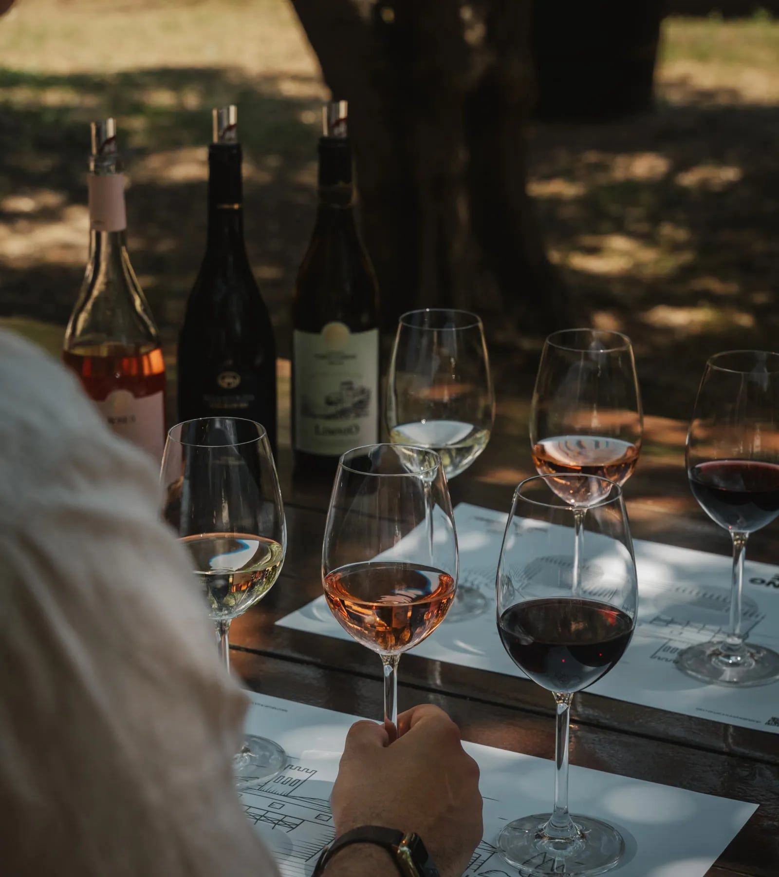 Glasses of white, rosé and red wine lined up for a tasting
