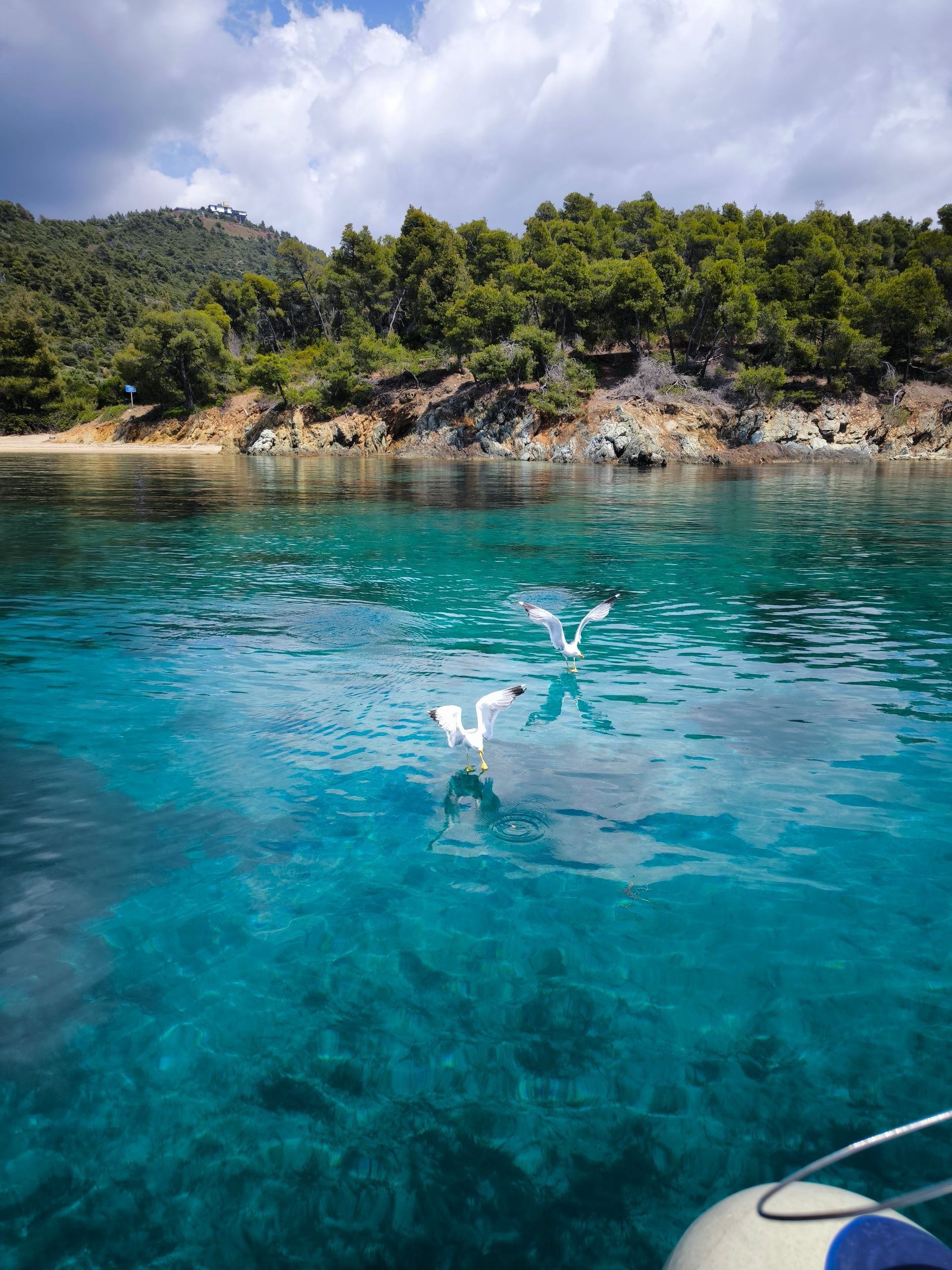 Seagulls over clear turquoise water in a cove below pine trees